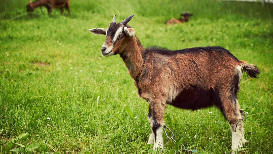 PRAVI Nutrition - 100% Premium Goat Whey Protein